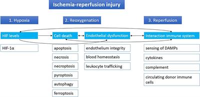 The Effect of Hypothermic Machine Perfusion to Ameliorate Ischemia-Reperfusion Injury in Donor Organs